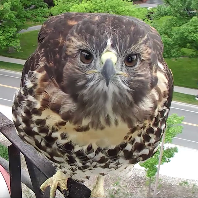 Las mejores webcams de vida salvaje alrededor del mundo
