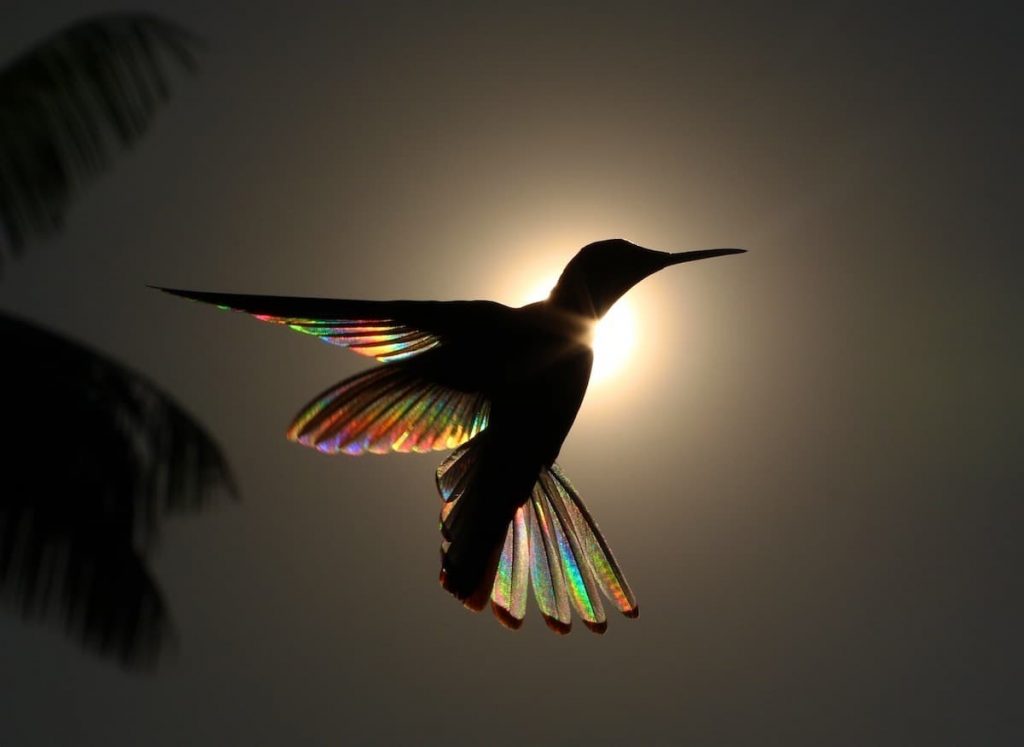 christian spencer hummingbird photography 3