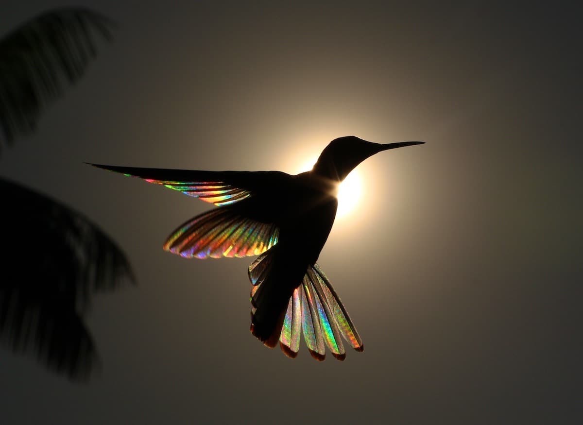 Los colores del arcoíris en las alas de los colibrís