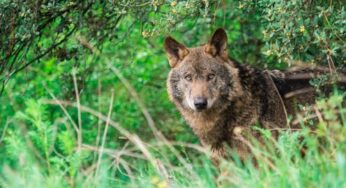 ‘Tenemos que establecer una nueva relación entre la especie humana y la fauna silvestre’