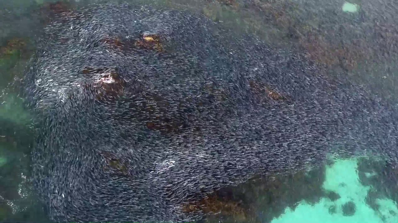 La vista aérea de la migración de salmones es un hipnotizante espectáculo