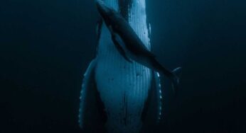 La foto del año. Una ballena y su cría le dan un premio de 120 mil dólares