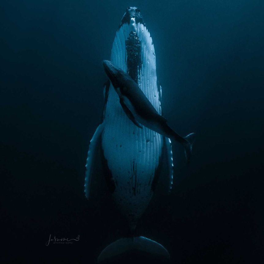 La foto del año. Una ballena y su cría le dan un premio de 120 mil dólares