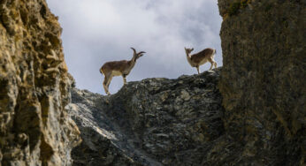 Estas cabras del Himalaya desafían a la gravedad descendiendo un acantilado