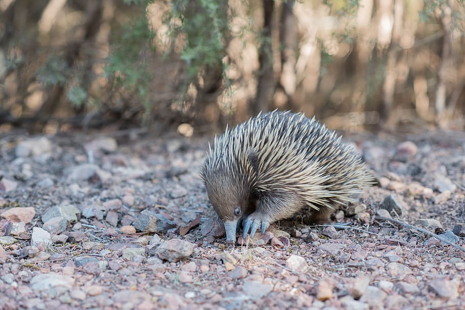 echidna spiny anteater tachyglossidae monotreme