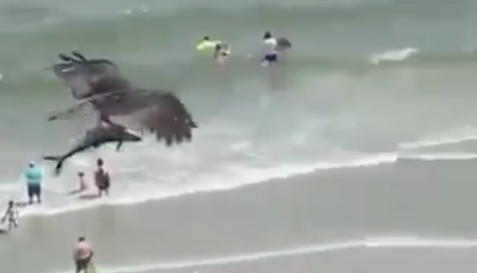 Un águila pescadora se lleva volando a un tiburón