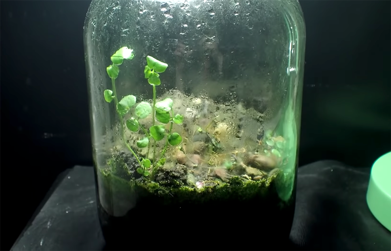 Cobra vida un ecosistema propio en una jarra cerrada durante doce años