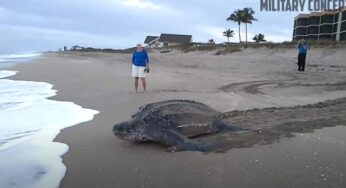 Así vuelve al mar la tortuga más grande del mundo