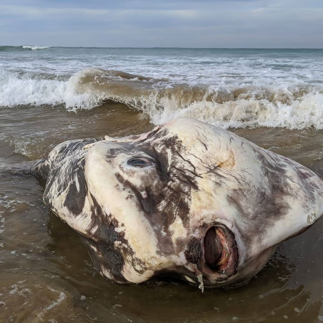 Tenía explicación: la gigantesca criatura que apareció en las costas australianas