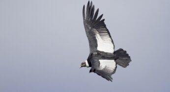 Cóndor andino: el arte de volar en las alturas con el mínimo esfuerzo