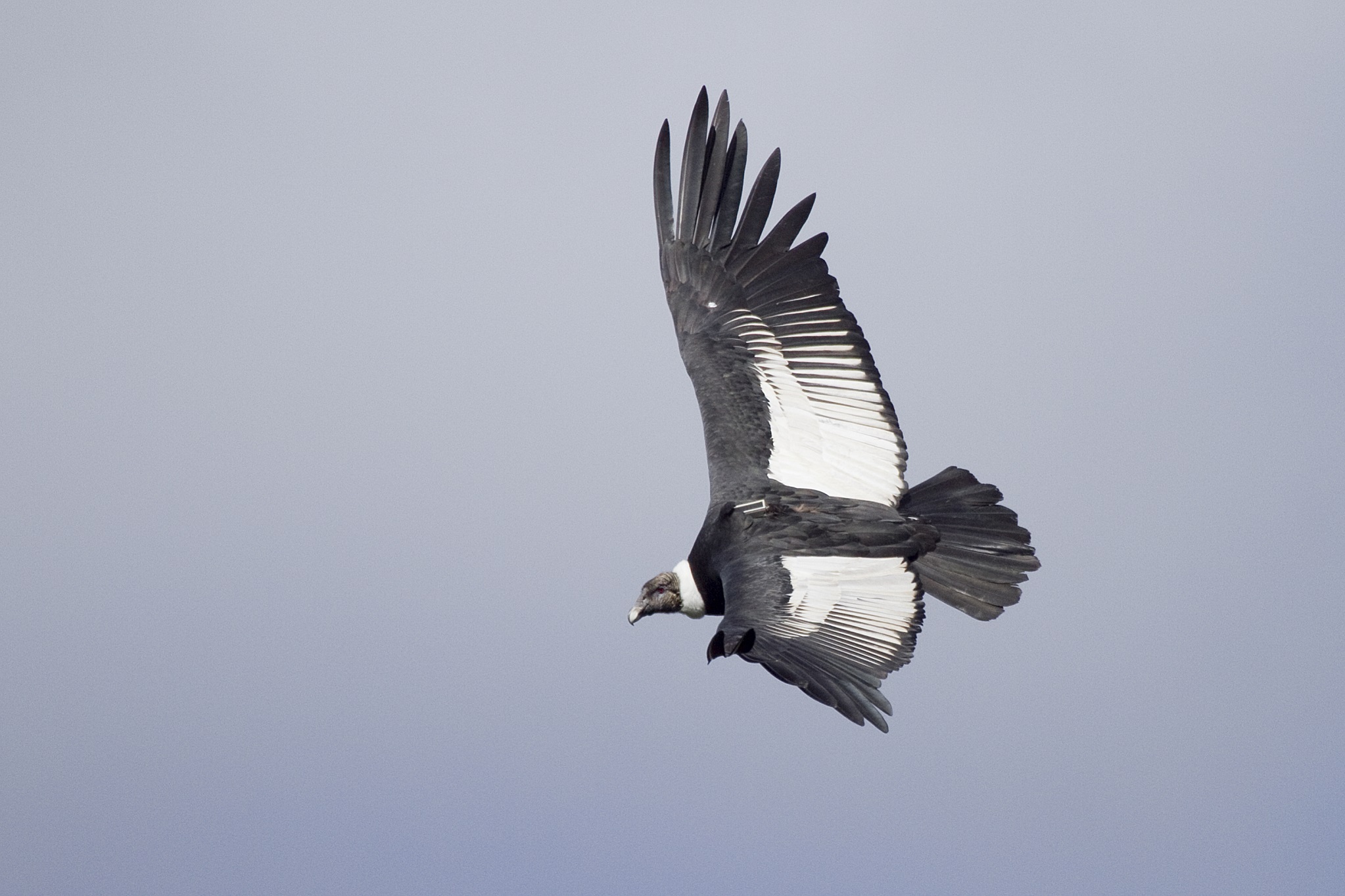 Cóndor andino: el arte de volar en las alturas con el mínimo esfuerzo