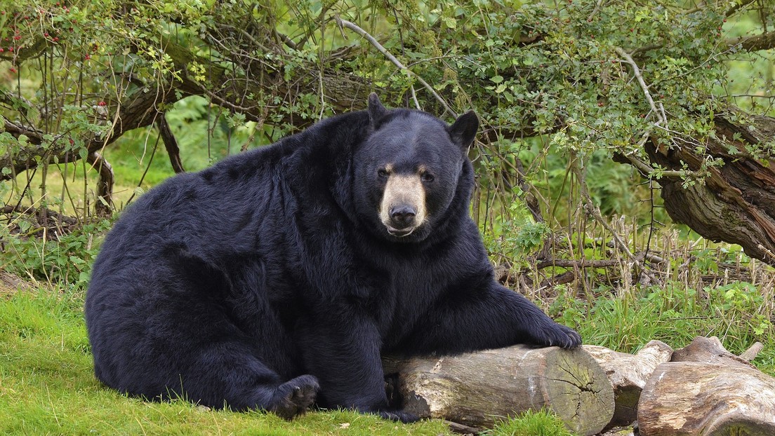 Captan el momento en que un ‘amable’ oso negro se une al picnic de una familia
