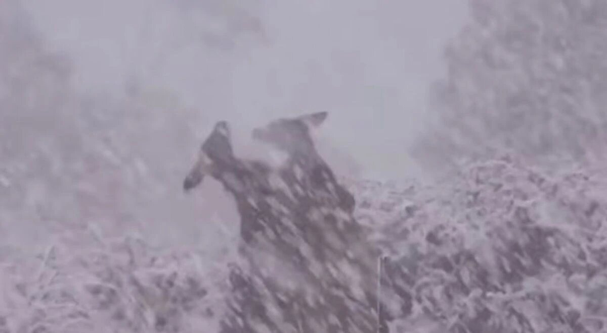 Dos canguros se pelean durante una impresionante nevada en Australia
