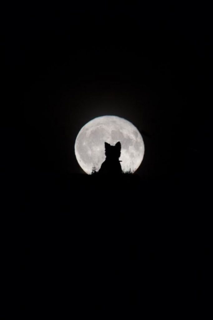 big moon little werewolf 8d7aaeda 570x889 1