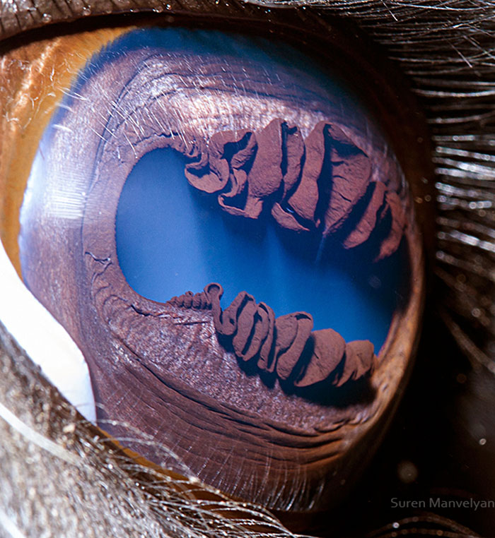 Un fotógrafo armenio capta cuan únicos son los ojos de los animales