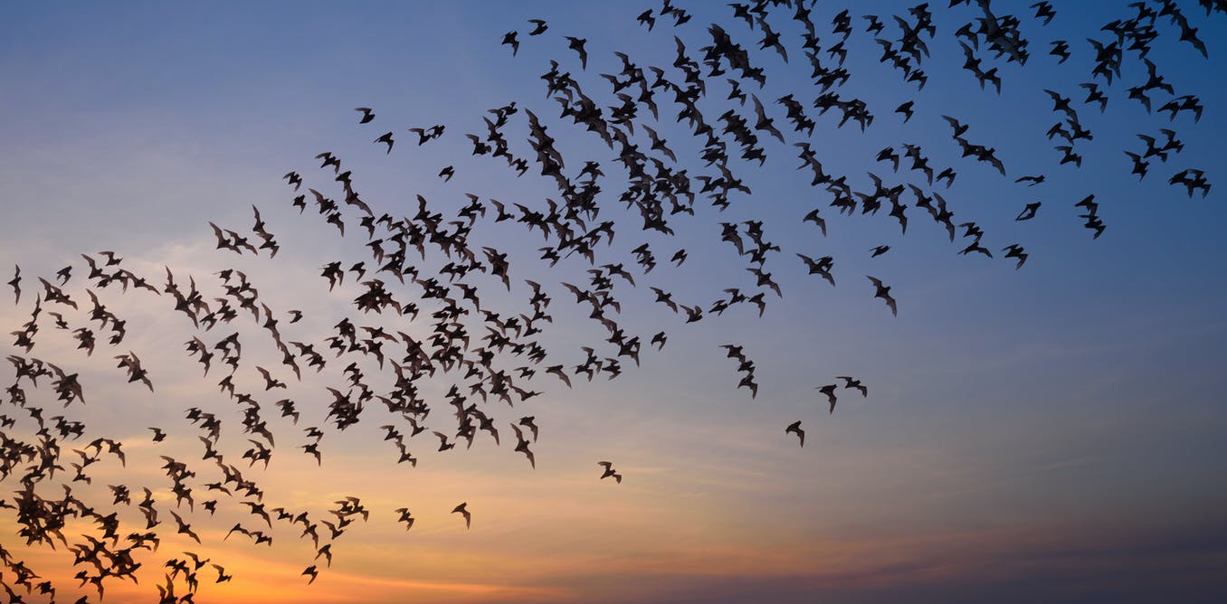 Inmunidad y longevidad: tenemos mucho que aprender de los murciélagos