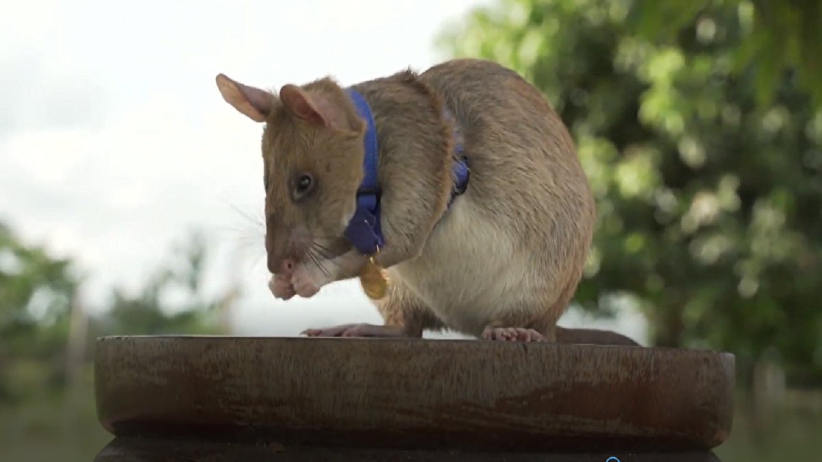 Magawa, la rata gigante condecorada con medalla de oro por detectar explosivos