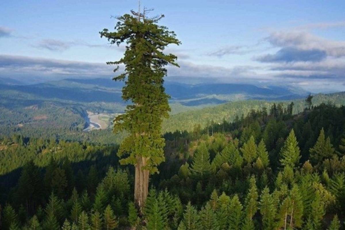 Hyperion: el árbol más alto del mundo cuya localización es secreta