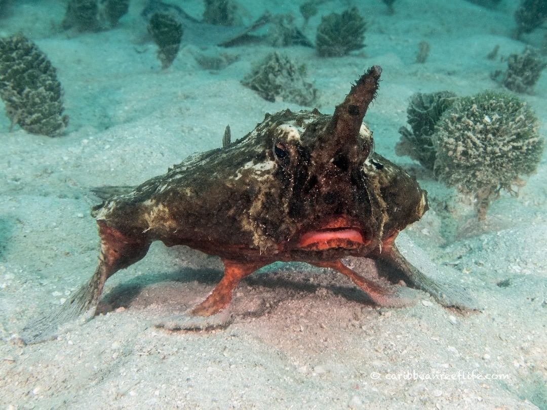 Un buzo se encuentra con un pez que anda sobre el lecho marino