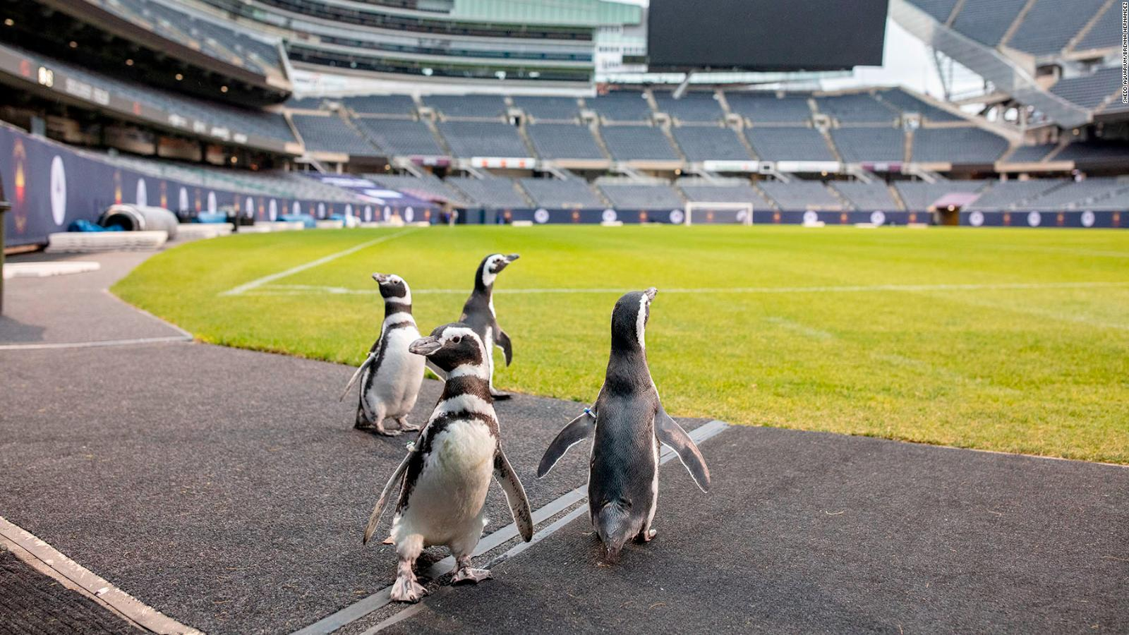 Los pingüinos del Acuario de Chicago exploran un campo de la NFL