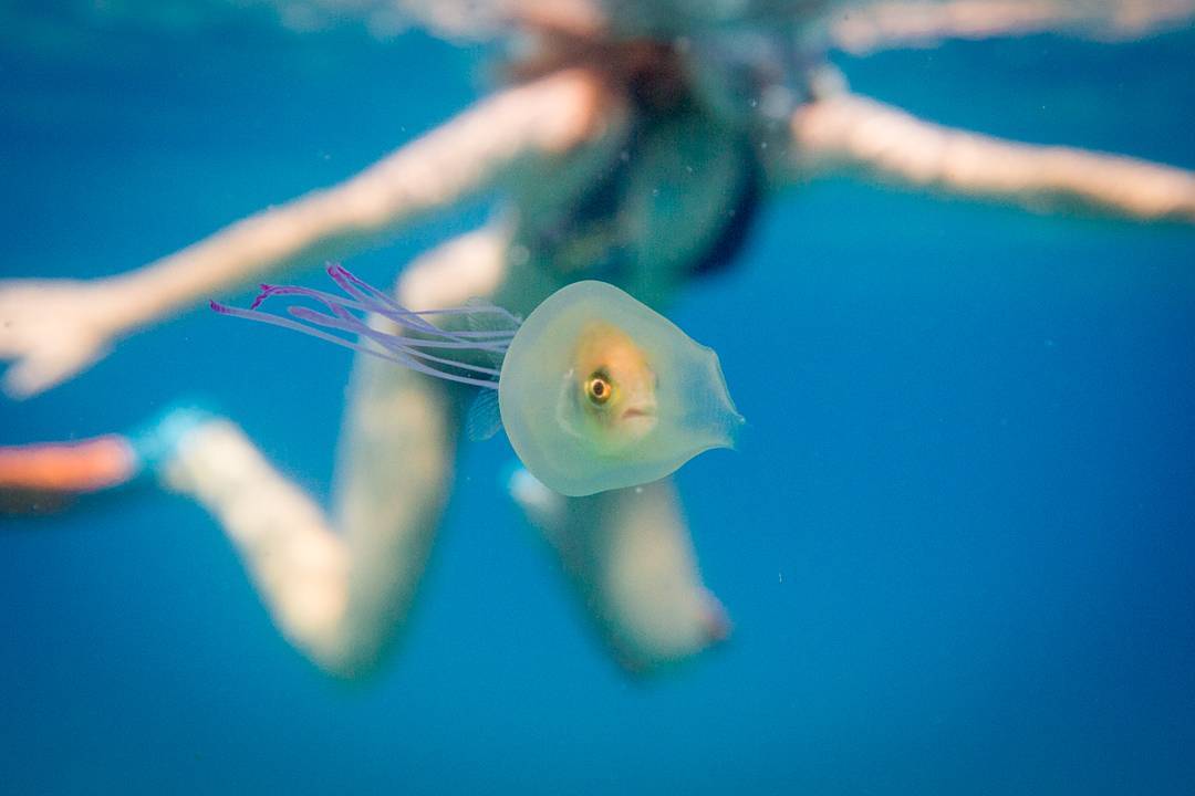 Fotografía a un pez vivo nadando dentro de una medusa