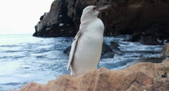 La primera vez que se ve un pingüino blanco en las Islas Galápagos