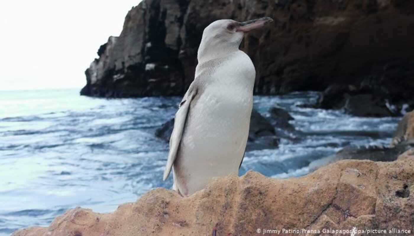 La primera vez que se ve un pingüino blanco en las Islas Galápagos