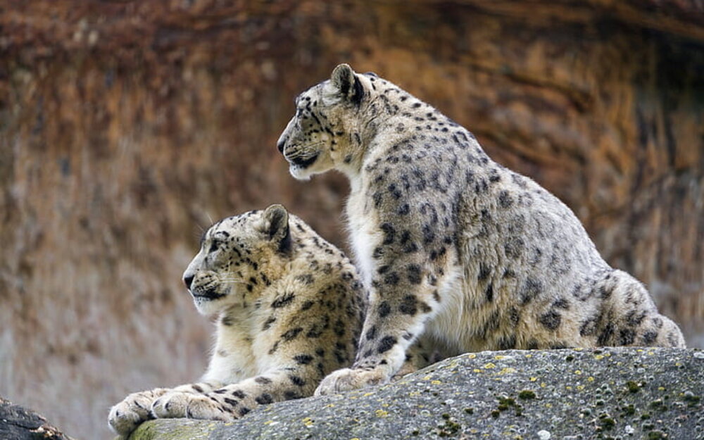 couple snow leopards two gray and black leopards wallpaper preview 1