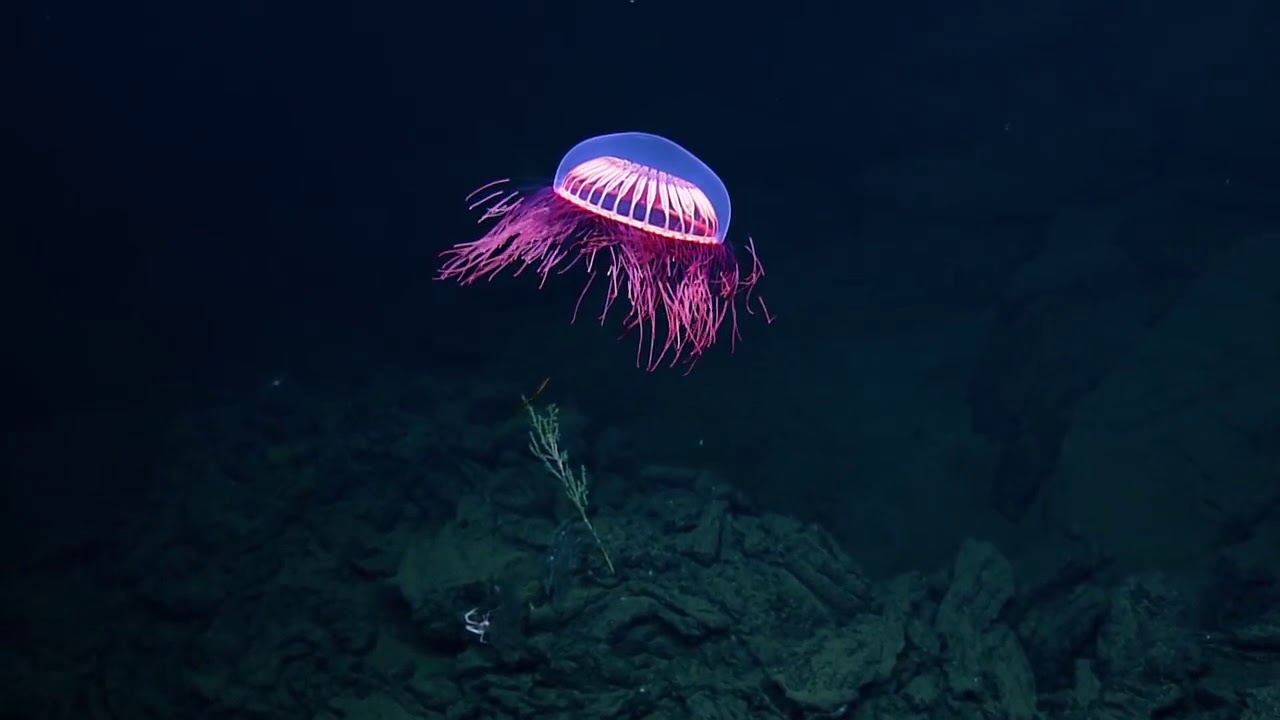 El desconocido mundo submarino: la rarísima especie de medusa Halitrephes maasi