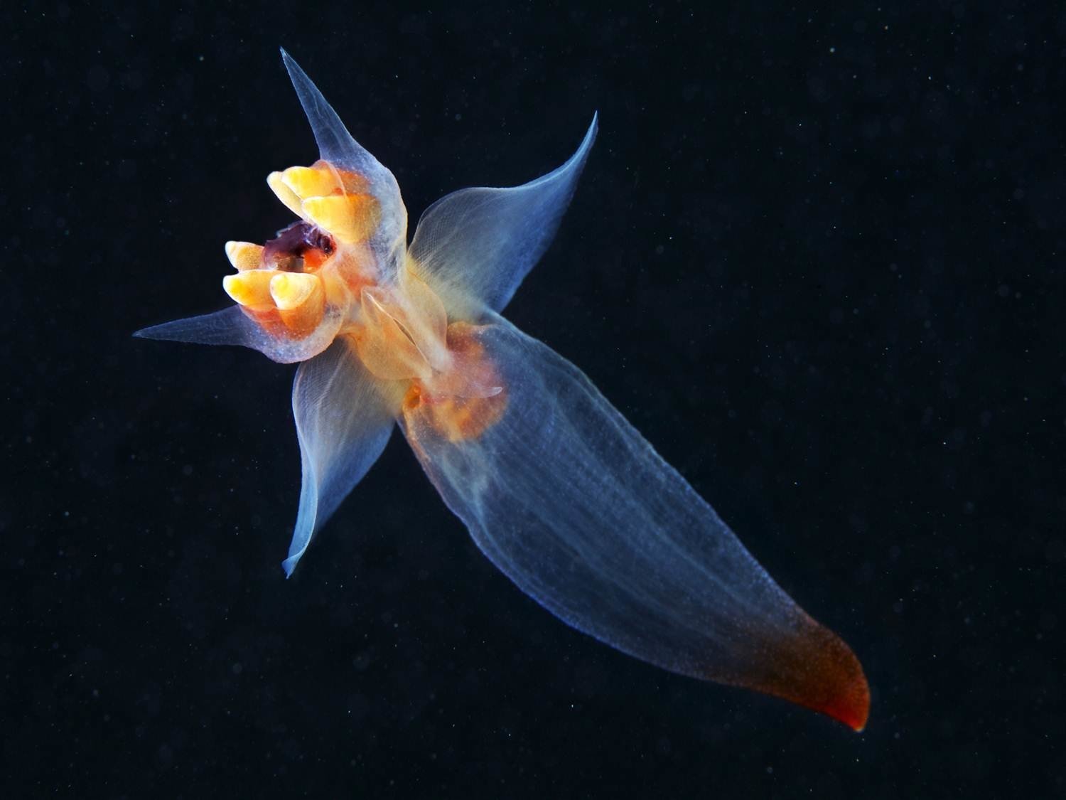 Gymnosomata: el ángel marino que parece un alien CGI