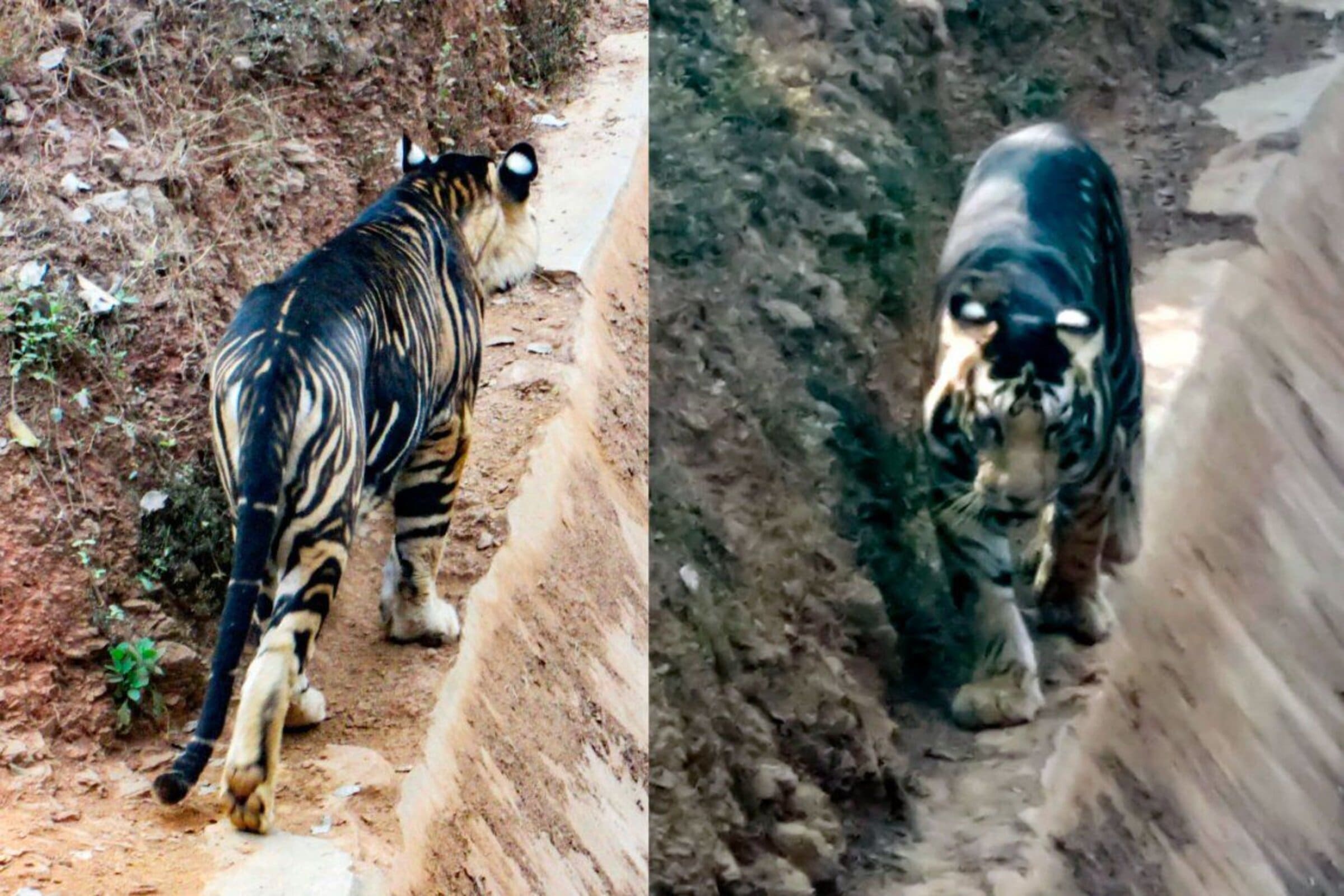 Consigue fotografiar uno de los pocos tigres negros que quedan en el mundo
