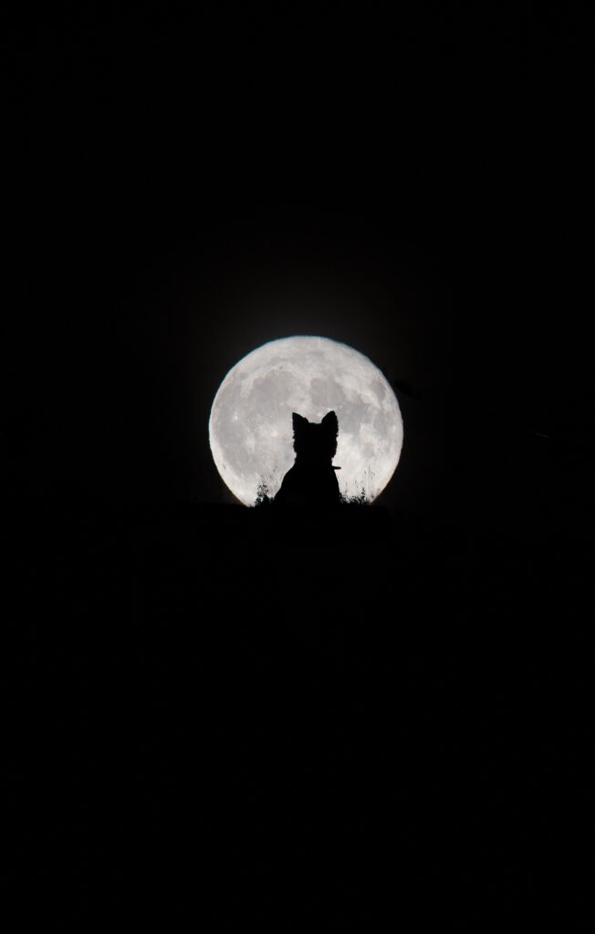 OM 3928 1 Big Moon Little Werewolf © Kirsty Paton
