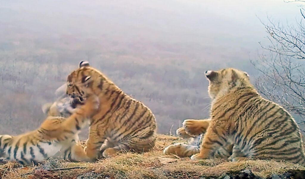 tigres siberianos
