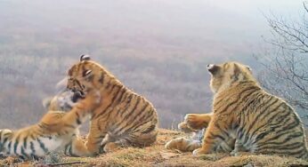 Consiguen grabar por primera vez a una gran familia de tigres siberianos