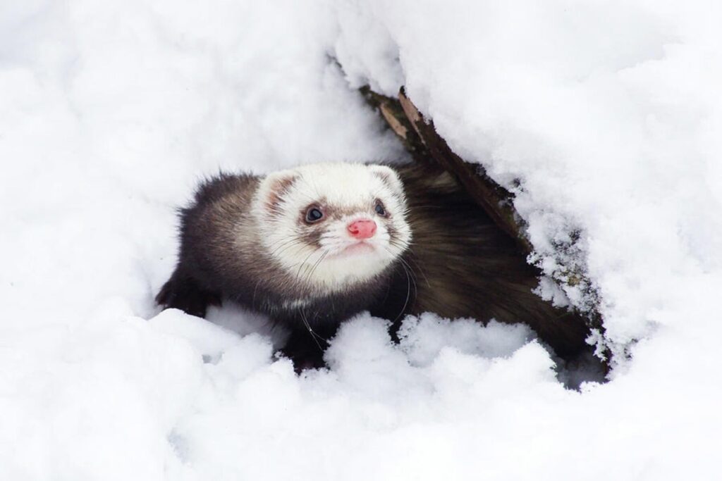 lesser spotted snow ferret peter gibbins 1