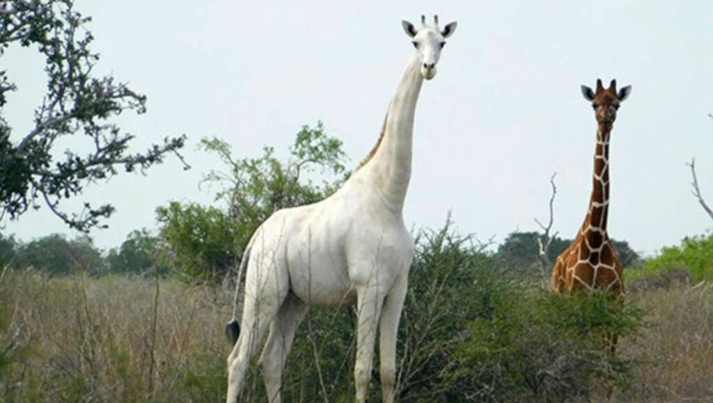 jirafa blanca