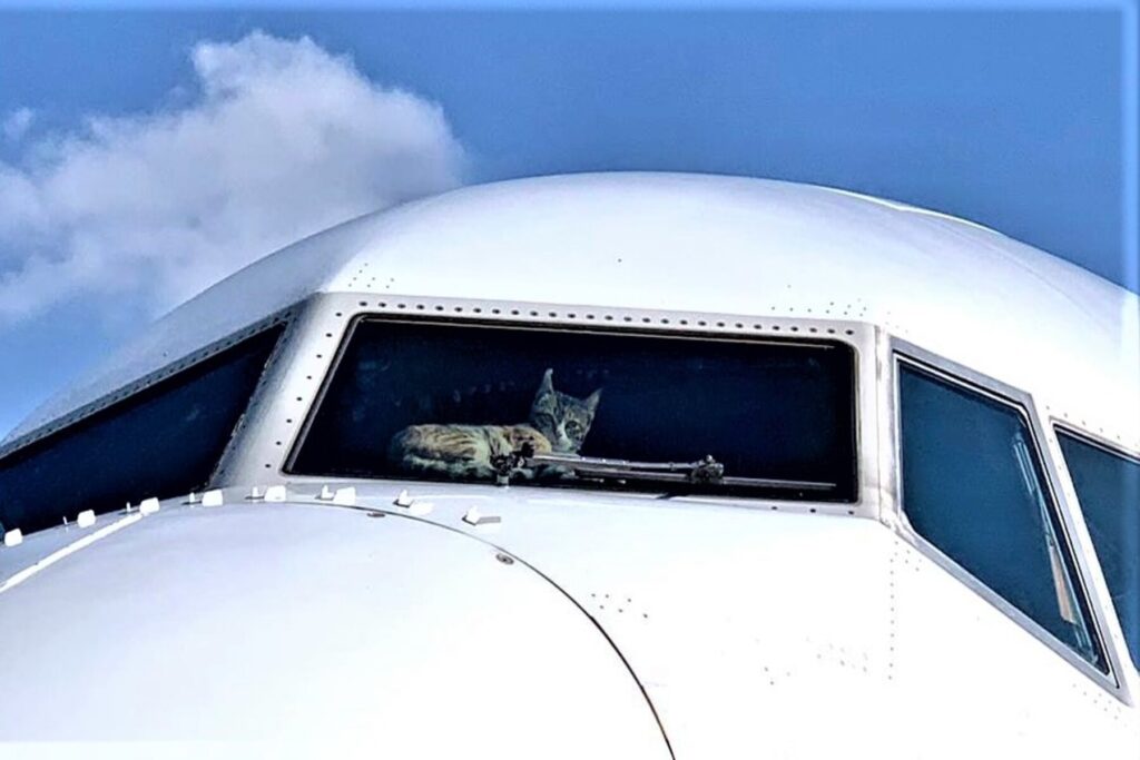 gato entra a la cabina de un avión