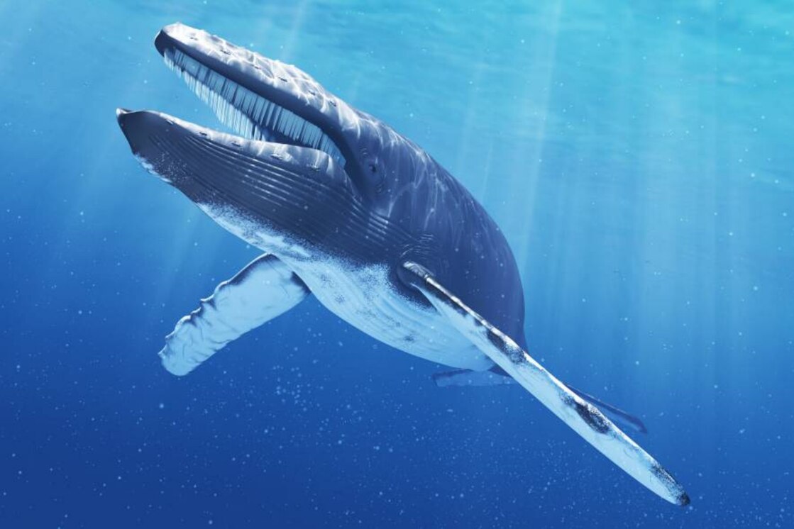 La increíble forma de pescar de las ballenas del Edén