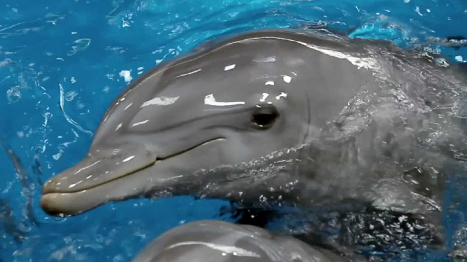 Los delfines utilizan peces globo para drogarse