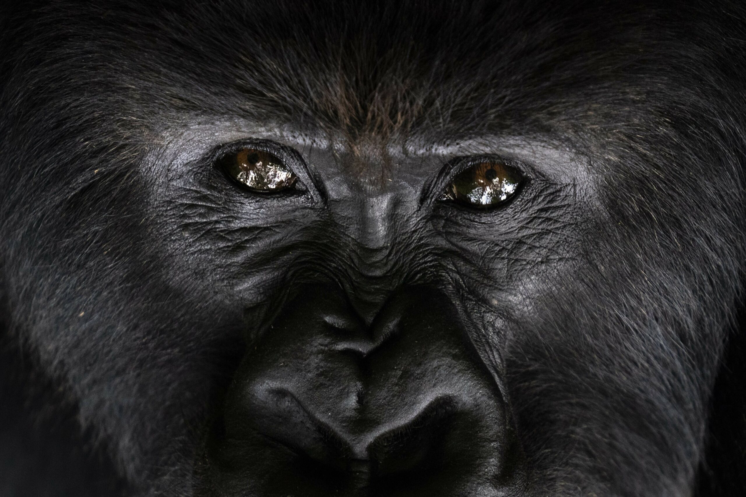 Descubren el significado oculto de los golpes en el pecho de los gorilas de montaña