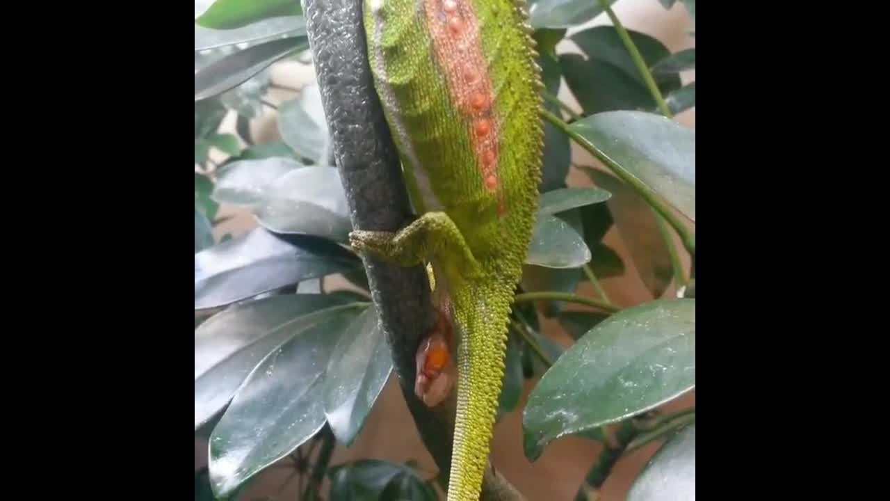 Increíble vídeo nos muestra a un camaleón enano pariendo