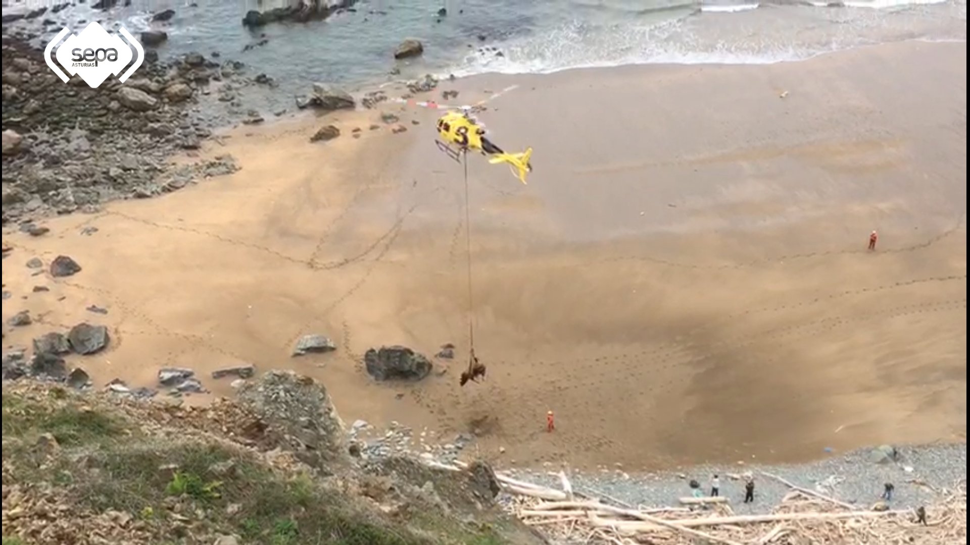 Espectacular rescate de un toro de 800 kg que cayó por un acantilado en Asturias