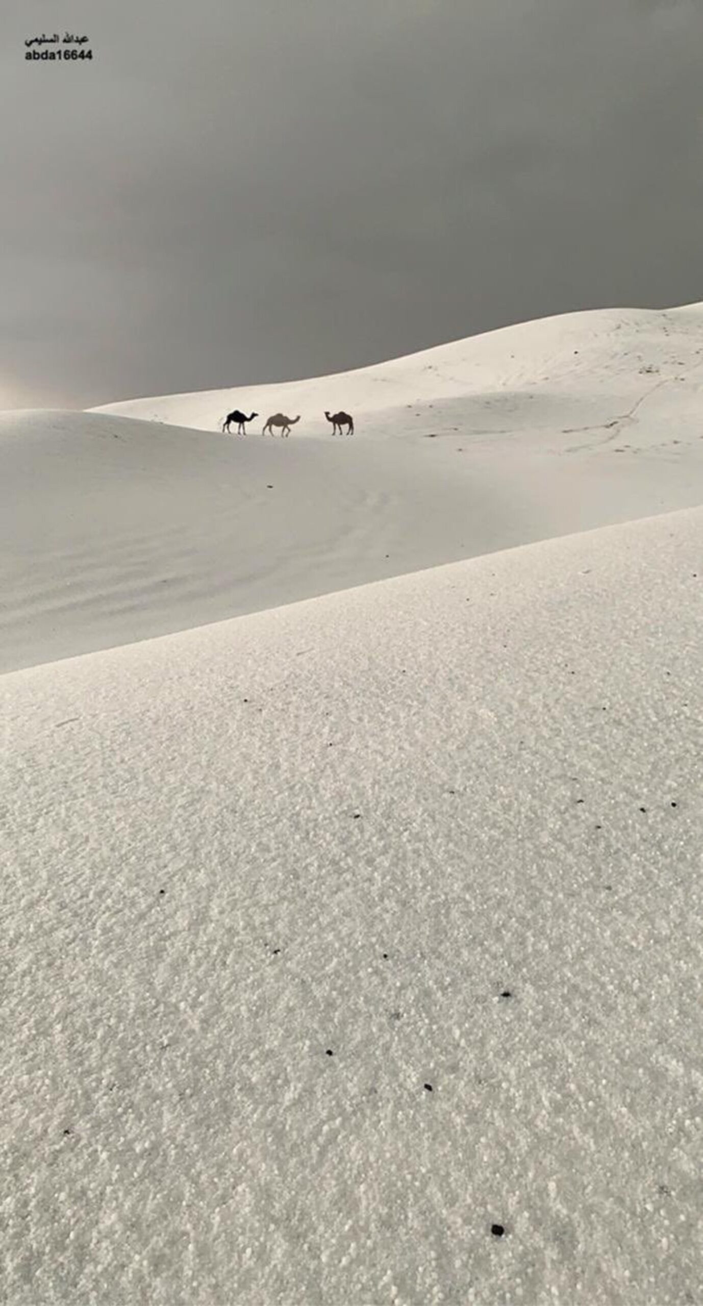 Insólita nevada: tormenta en el desierto de Arabia Saudita