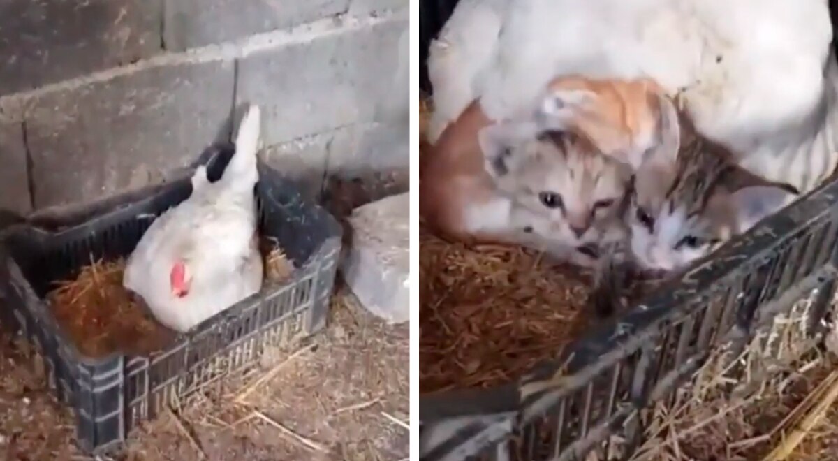 Una gallina adopta a tres gatitos abandonados por su madre