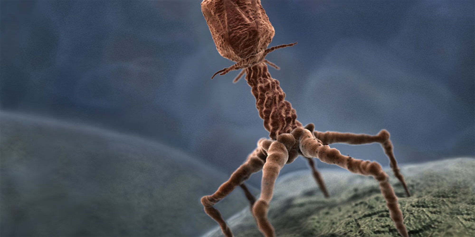 Bacteriófagos: los virus que pueden salvar vidas