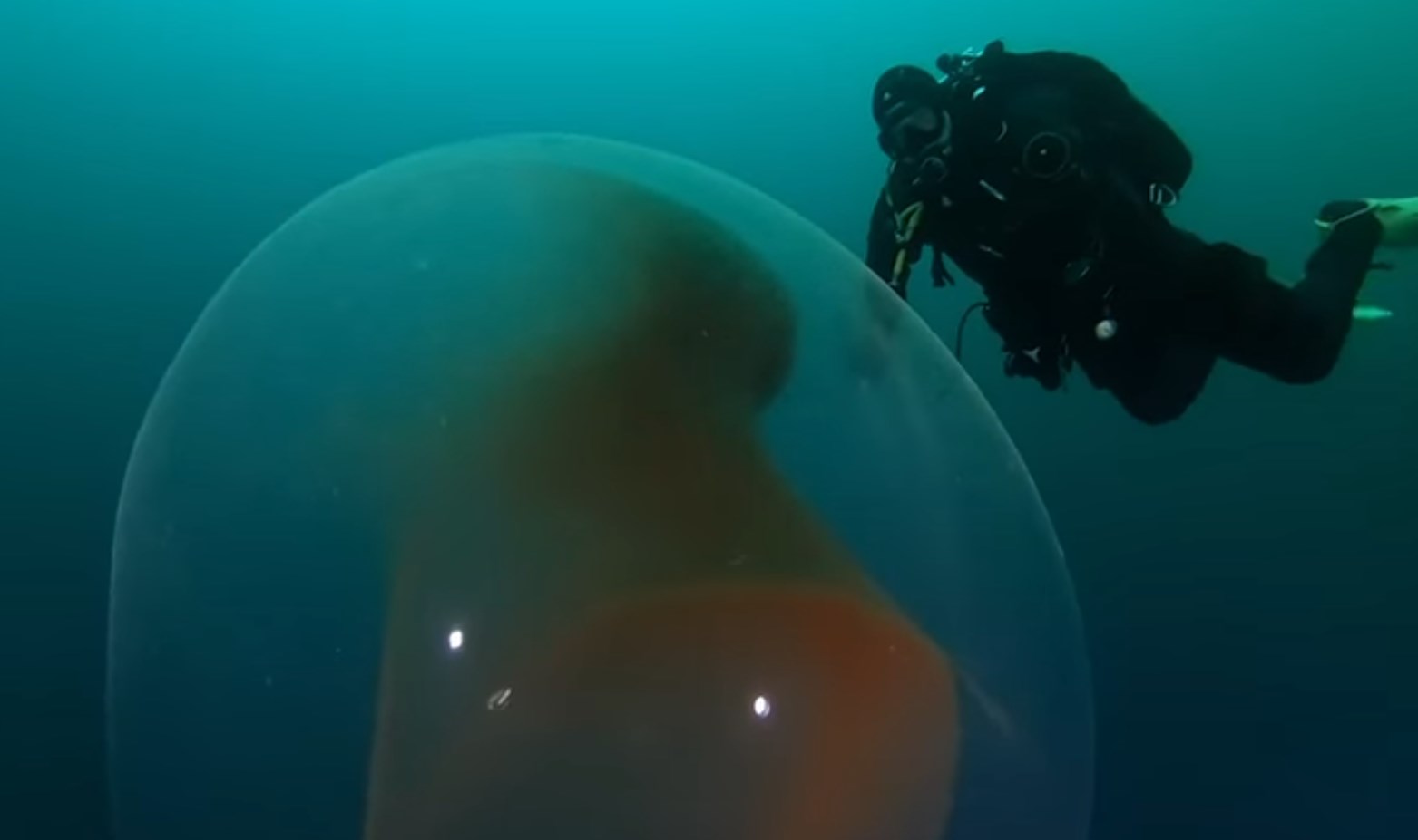 Desvelan el misterio de las esferas gelatinosas halladas en las costas de Noruega