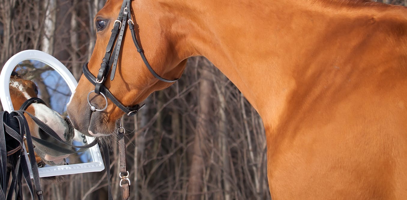 Los caballos pueden reconocerse cuando se miran en el espejo