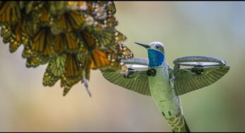 Colibrí robot captura el espectacular vuelo de millones de mariposas monarca