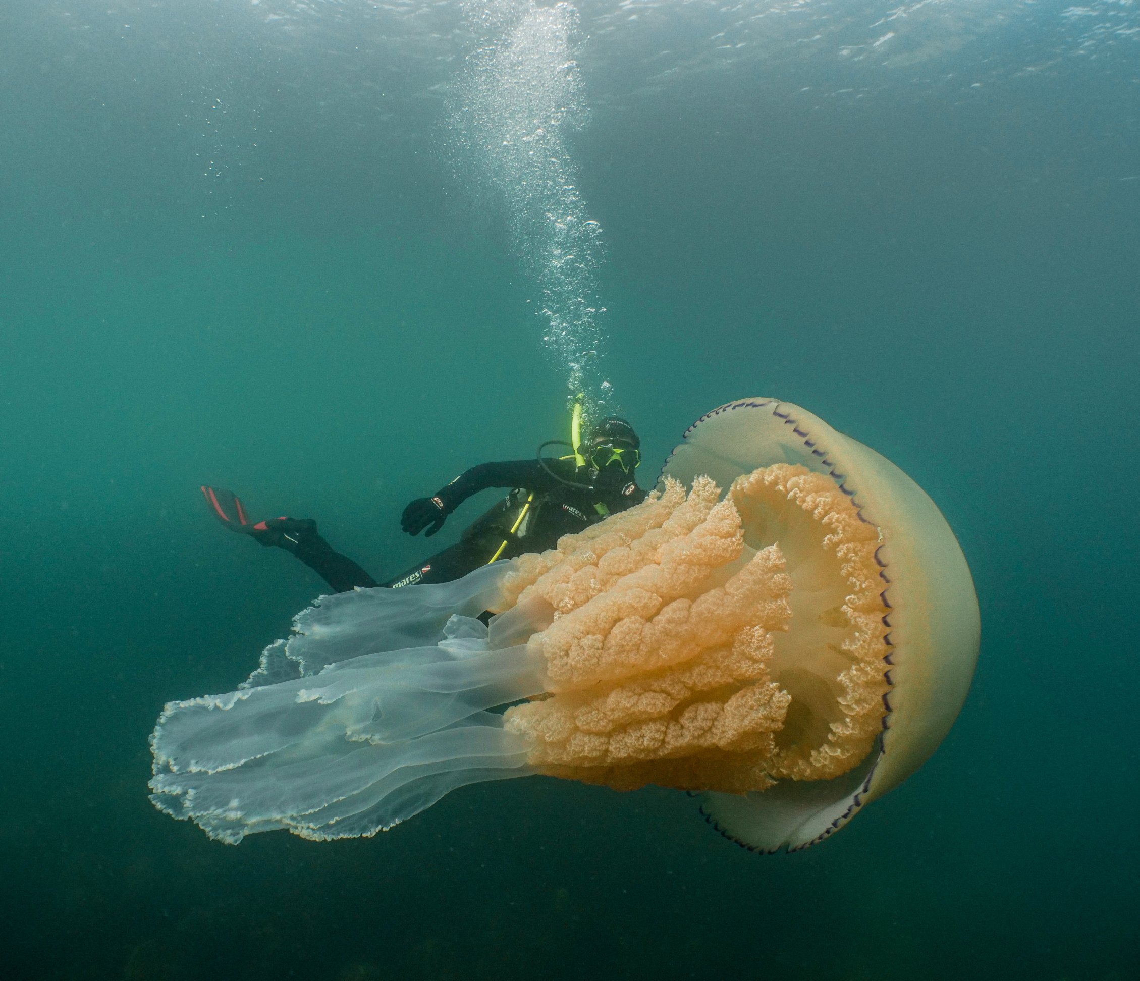 Buzos se encuentran cara a cara con una medusa gigante