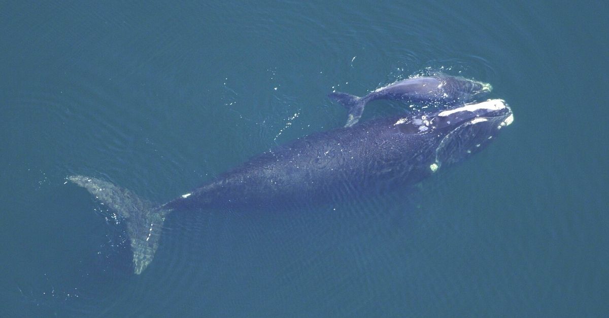 america digital ballenas en peligro de extincion en el oceano Atlantico 2021
